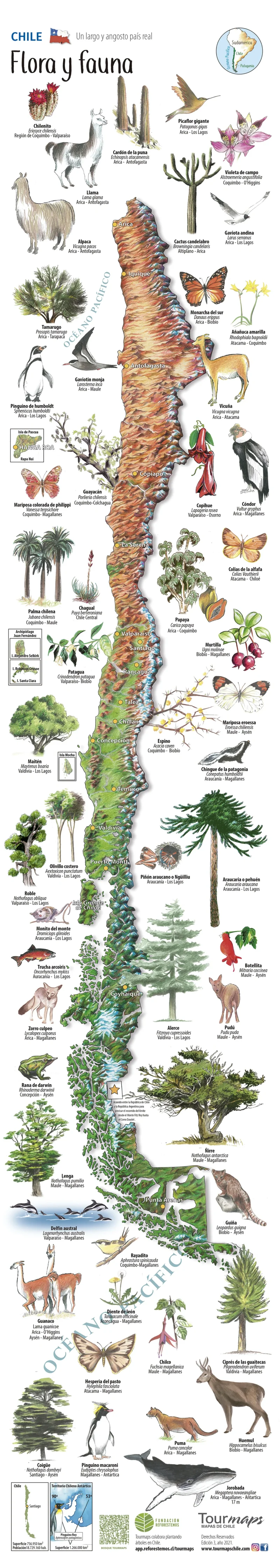 Mapa flora y fauna de Chile desplegable - Imagen 6